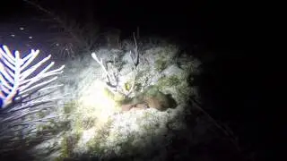 Night Dive with Key Dives