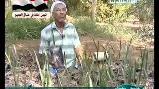 انواع تمورونخيل حضرموت