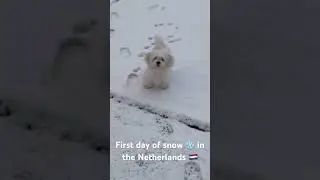 #puppy #snow #sneeuw #nederlands #sneeuwwitje #whitepuppy  #snowfall2026 #petshub #cuteanimals