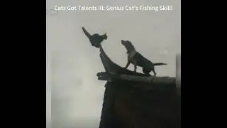 Cats Got Talents (CGT) III: Genius Cat's Fishing Skills! #Viral #Cat
