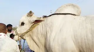 big size ongole bull price pebbair market-ox video-bull market in telangana india-oxen video-cattle