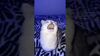 Angry Barking Cat..