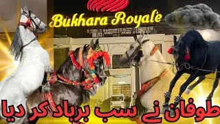 Royal Bukhara Marquee || Heavy wind Strom Rain || #horse #dance #strom #rain 🌧️#day #night#pakistan