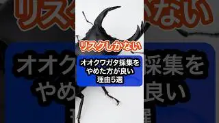 オオクワガタ採集をやめた方が良い理由5選