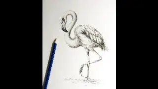 Flamingo HB Pencil/Charcoal Drawing - Step-by-step Tutorial - Artists Palette Durham