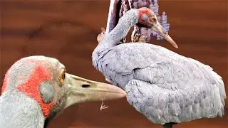 Brolga Bird: A Large Grey Crane, Graceful Dance, Bucket Bathing, Feather Preening