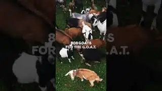 808 goats for one GOAT 🐐#messi #goat #football #lays  #viral #fypシ #like #subscribe