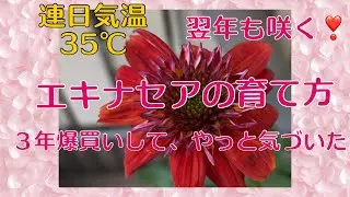 気温35℃ 翌年も楽しめる　エキナセアの育て方