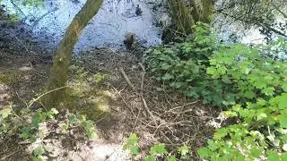 Mallard Duck Attacks Duckling