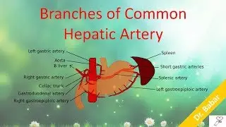 Branches of Common Hepatic Artery