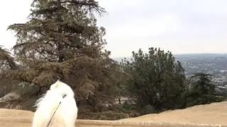 Fern Dell to Griffith Observatory