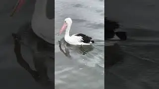 A Pelican - Part 2 ( Pelecanus conspicillatus )