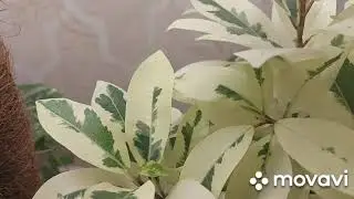 Фикус Microcarpa Albomarginata: уход и размножение