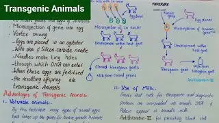 Transgenic Animals | transgenic Animals class 12 | importance of transgenic animals