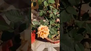 🌹Good morning 🥀🌅#shorts #short #viralvideo #love #status #navinpuja #youtubeshorts #trending #music