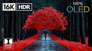 Amazing OLED Demo - 16K HDR 240 FPS Video Dolby Vision
