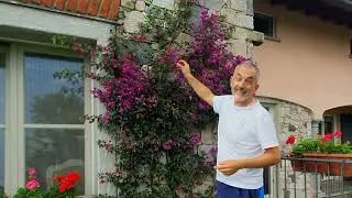 Come salvare la bouganville al nord