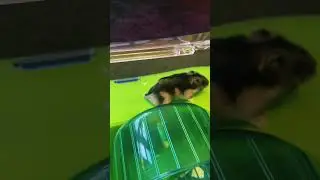 Three legs- no problem. Cute hamster