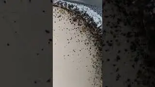 Bed bugs on a mattress