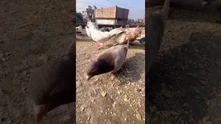 All pigeon feed⚡️#ytshorts #shorts #subscribe #pigeon #kabutar #birds #youtube#trending#viral #video