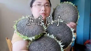 自制五香瓜子 Spiced melon seeds