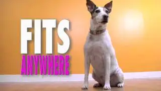 Dog Gym