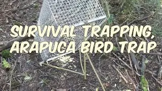Arapuca Bird Trap (real trapping)