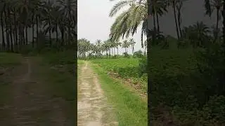 #fieldvideo #livevideo