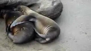 Sea Lion Love