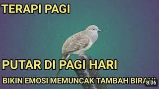 TERAPI PAGI PERKUTUT PUTAR DI PAGI HARI PERKUTUT JADI KUAT MENTAL SANGAT AMPUH BIKIN MANGGUNG TERUS