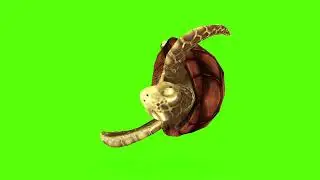 3D Cartoon Turtle Green Screen Video | Free HD Animation Clip for Editing