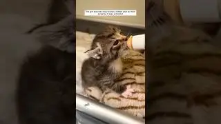 Woman Accidentally Rescues a Bob Cat! #animalstories #pets #animalrescue #cats #bobcat