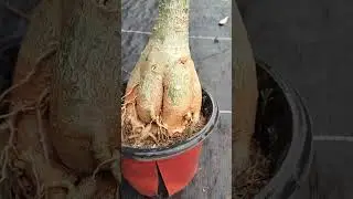 #guntur S-blooms nursery online adenium sale's 8978779102
