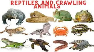 20 Reptiles and Crawling Animals for Kids | Learn Animal Names Vocabulary with Sounds & Pictures