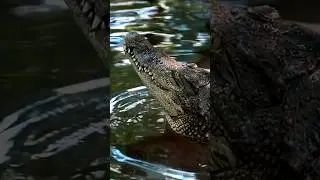 Top 3 Animals with the BIGGEST Bite