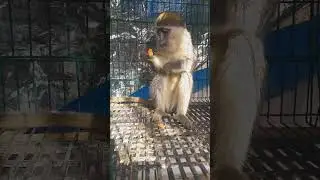 نسناس ياكل الجزر مثل الارنب Nesnas eats carrots like a rabbit