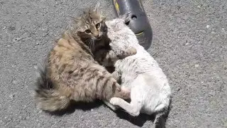 CATS FIGHT