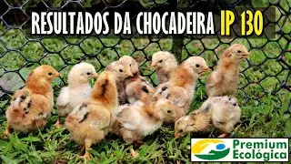 RESULTADOS TESTE CHOCADEIRA PREMIUM ECOLÓGICA IP130 | VALE A PENA?
