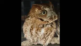 Eastern Screech Owl named 