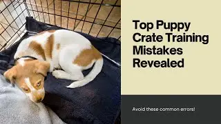 Top Puppy Crate Training Mistakes Revealed!