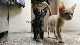 Black indian cat vlog-01