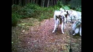 Aviemore Training with 6 Canadian Eskimo Dogs