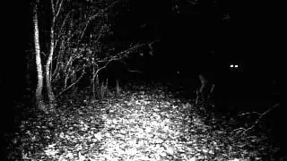 Fort Stewart Hunting