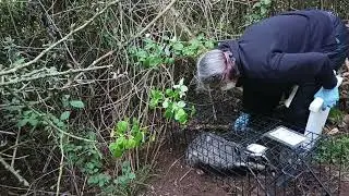 SEVEN YEARS OF BADGER VACCINATION