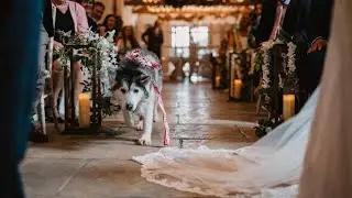 Our Husky Was The Ring Bearer At Our Wedding!😭. [CUTEST VIDEO EVER!!]