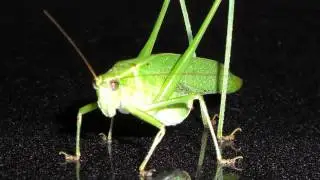 Sonido de Grillos en la Noche - Sonidos de Animales para ni&ntilde;os