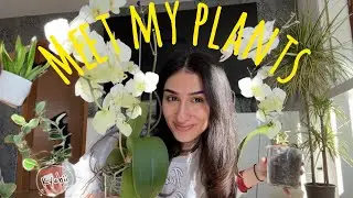 Pflanzen-Reset, Zeit für frische Erde 🌝| Pflanzen Vlog🪴
