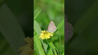 Tiny Visitor, Steps Along the Petals 🦋🌼✨ #nature #relaxing #butterfly