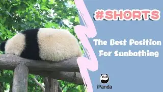 The Best Position For Sunbathing | iPanda #Shorts