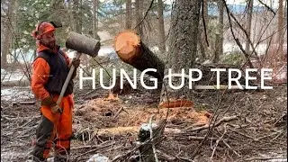 Felling a Hung up tree